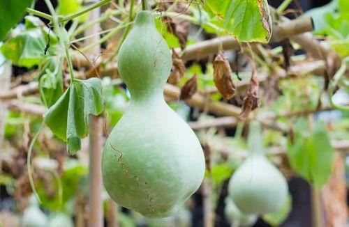 网红吃葫芦瓜视频大全播放