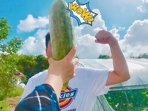 网红佳伟吃瓜,一场吃瓜盛宴背后的故事