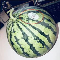 运城网红吃瓜,揭秘幕后故事与热门话题